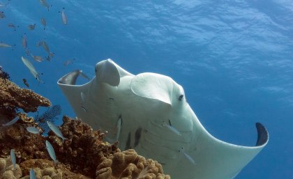 Manta ray. Photograph by Dr Kathy Townsend, Moreton Bay Research Station. Manta ray. Photograph by Dr Kathy Townsend, Moreton Bay Research Station.